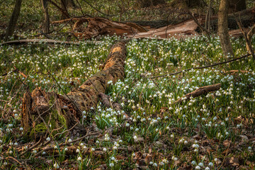 Thousands of snowflake flowers cover the ground of a spring forest between the fallen tree trunks