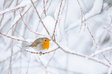 Rotkehlchen im Schnee