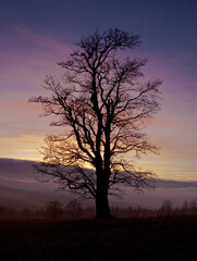 Fototapeta na wymiar silhouette of a bare tree at sunset / Zhůří, Šumava, Czech Republic