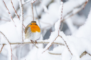 Rotkehlchen  - Farbfleck im Schnee