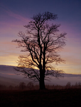 silhouette of a bare tree at sunset / Zhůř&iacute;, &Scaron;umava, Czech Republic