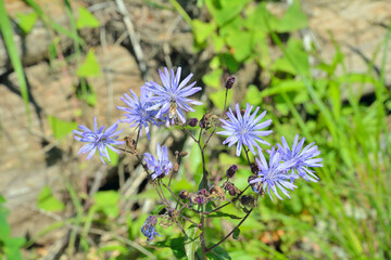Flowers of wild plant (Latuca tatarica)