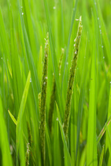 Fototapeta na wymiar A verdant ear of rice that has begun to bloom with white blossoms and dew on the tips of the rice fields of Thailand.