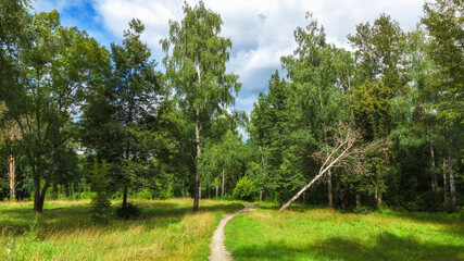 Fototapeta na wymiar Beautiful green grove with a footpath during summer