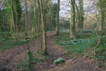 Patches of snowdrops on the forrest floor of the ancient Perceton woods in Irvine all flowering before Easter