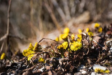 the first yellow spring flowers