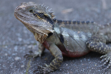 iguana on a rock