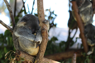 koala in tree
