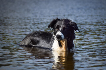 Border collie is standing into the water. He loves water and he jump for stick.