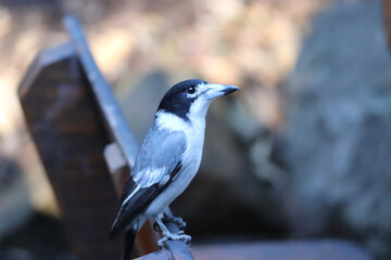 crow on a branch