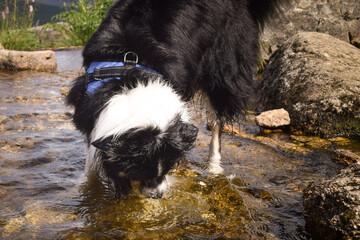 Naklejka na ściany i meble Border collie is standing in water. He is so crazy happy dog on the trip.