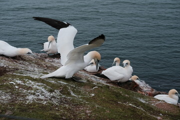 Basstölpel Helgoland