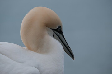 Basst&ouml;lpel Helgoland