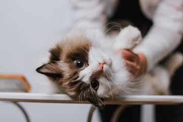 woman combing ragdoll cat on white background.