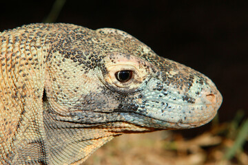 Komodowaran (Komodo-Waran) Komododrache (Varanus komodoensis)