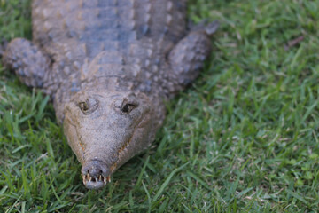 alligator in the swamp