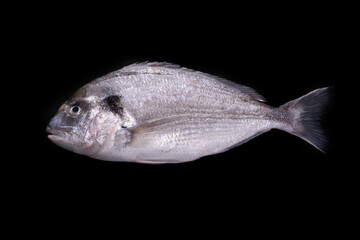 dorado fish over black  background, raw seafood