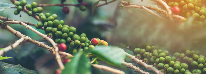 Banner panoramic Ripe Red coffee bean berry plant fresh seed coffee tree growth green eco organic...