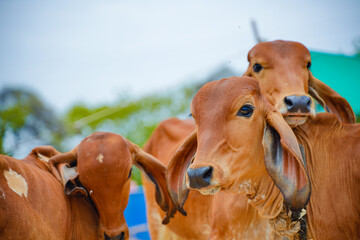 Indian cows group at agriculture field