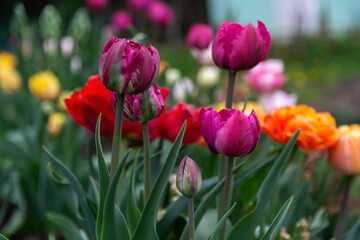 Fresh colorful tulips in the garden. Spring flowers