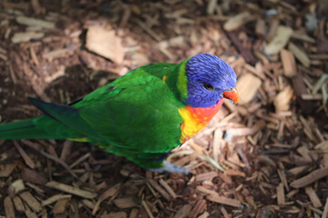 rainbow lorikeet parrot