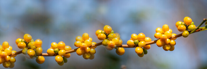 Banner panoramic yellow coffee bean berry plant fresh seed coffee tree growth in Yellow Bourbon eco organic farm. Panorama yellow ripe seed berries harvest arabica coffee garden with empty copy space