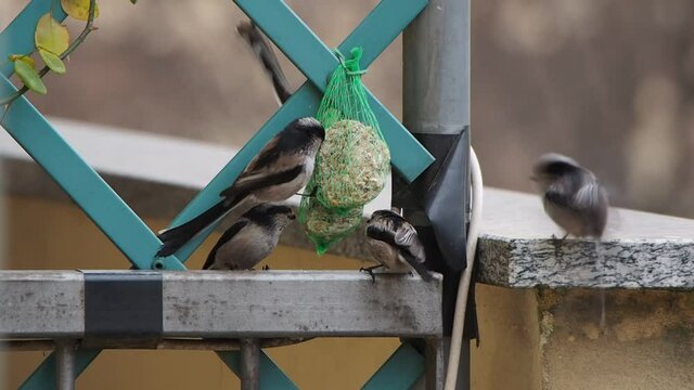 flock of long-tailed tit while feeding, urban bird watching in the winter months.