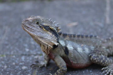 bearded dragon lizard