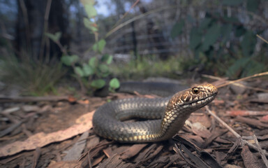 Highlands copperhead (Austrelaps ramsayi) in forest habitat