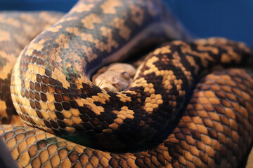 close up of a python