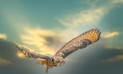 One Eurasian Eagle Owl or Eagle Owl. Flies with spread wings against a dramatic sky. Red eyes stare at you while he is hunting. Beautiful blue and green sky in the background. Composite photo