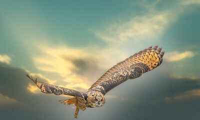 One Eurasian Eagle Owl or Eagle Owl. Flies with spread wings against a dramatic sky. Red eyes stare...