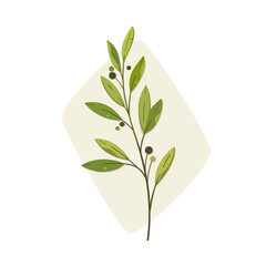Obraz premium Branch of bay tree. Flat colorful illustration.