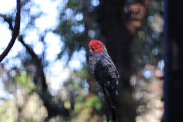 red billed hornbill