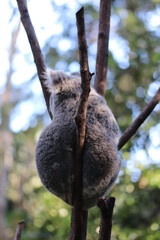 Naklejka premium koala in tree