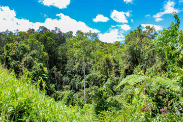 Fototapeta na wymiar rainforest and blue sky