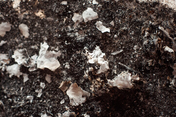 Cigarette ash after burning a cigarette close-up, macro photography