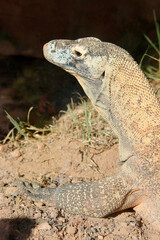 Komodowaran (Komodo-Waran) Komododrache (Varanus komodoensis)