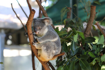 Obraz premium squirrel on a tree