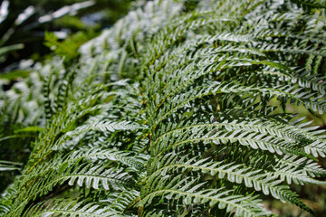 fern leaves