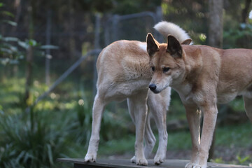 australian shepherd dog