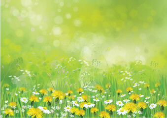 Vector nature background with chamomiles and dandelions. - 419344080
