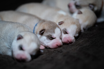 Fototapeta premium Siberian Husky Puppy