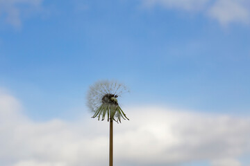 Fluffy white dandelion against the background of a natural blue sky with white clouds.
