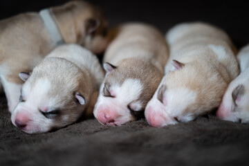 Siberian Husky Puppy