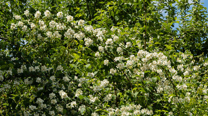 Fototapeta na wymiar Branches of flowering bush of jasmine lewisii Philadelphus on background of greenery in garden. Close-up. Landscaped garden. Sunny spring day. Nature concept for design.