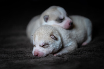 Siberian Husky Puppy