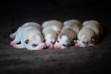 Siberian Husky Puppy