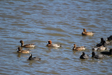 冬の川で泳ぐヒドリガモとオオバンの群れ