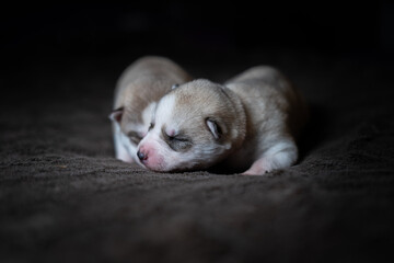 Siberian Husky Puppy